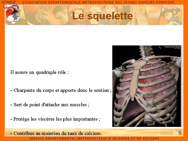 Le squelette Il assure un quadruple rôle : - Charpente du corps et apporte Le squelette Il assure un quadruple rôle : - Charpente du corps et apporte