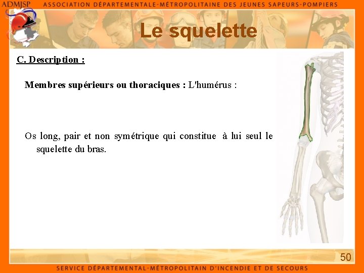 Le squelette C. Description : Membres supérieurs ou thoraciques : L'humérus : Os long, Le squelette C. Description : Membres supérieurs ou thoraciques : L'humérus : Os long,