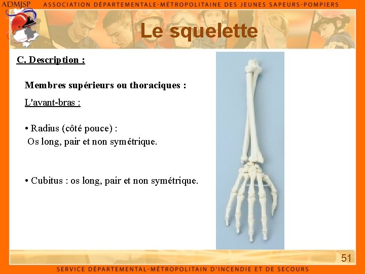 Le squelette C. Description : Membres supérieurs ou thoraciques : L'avant-bras : • Radius