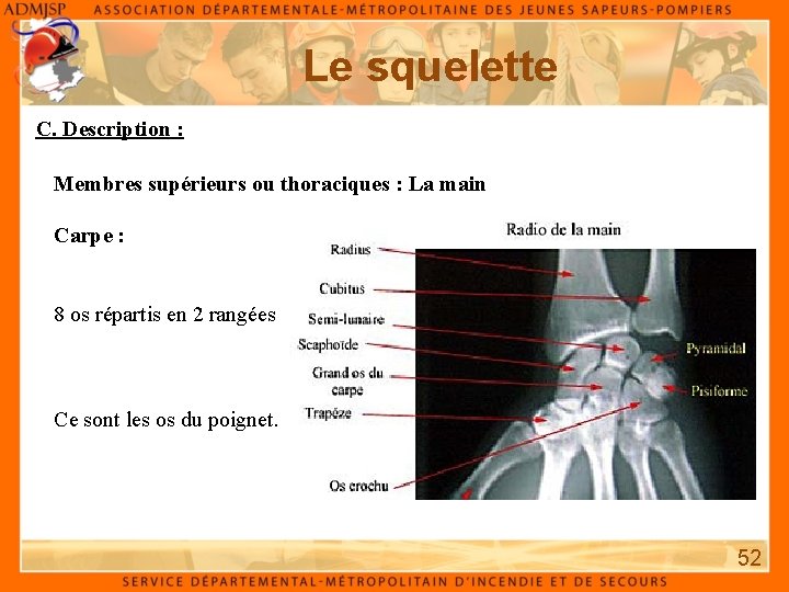 Le squelette C. Description : Membres supérieurs ou thoraciques : La main Carpe :
