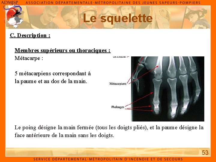 Le squelette C. Description : Membres supérieurs ou thoraciques : Métacarpe : 5 métacarpiens Le squelette C. Description : Membres supérieurs ou thoraciques : Métacarpe : 5 métacarpiens