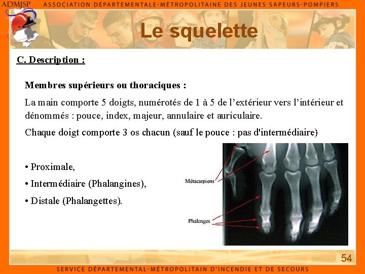 Le squelette C. Description : Membres supérieurs ou thoraciques : La main comporte 5 Le squelette C. Description : Membres supérieurs ou thoraciques : La main comporte 5