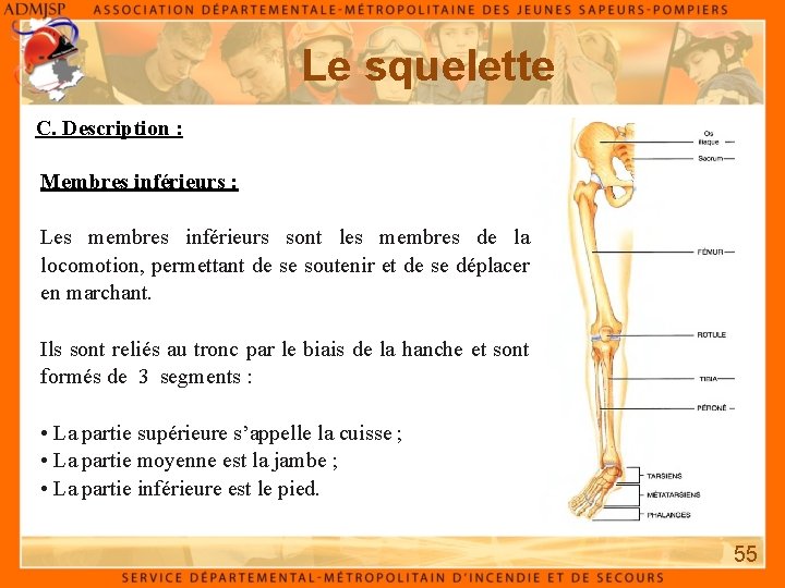 Le squelette C. Description : Membres inférieurs : Les membres inférieurs sont les membres