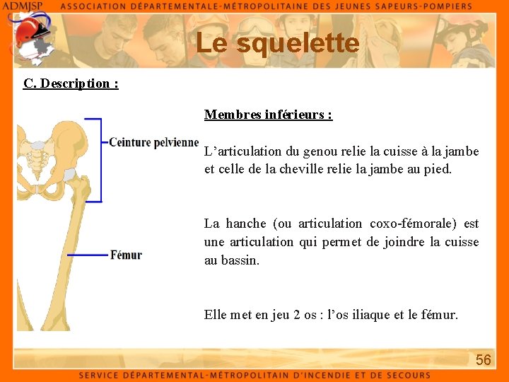 Le squelette C. Description : Membres inférieurs : L’articulation du genou relie la cuisse