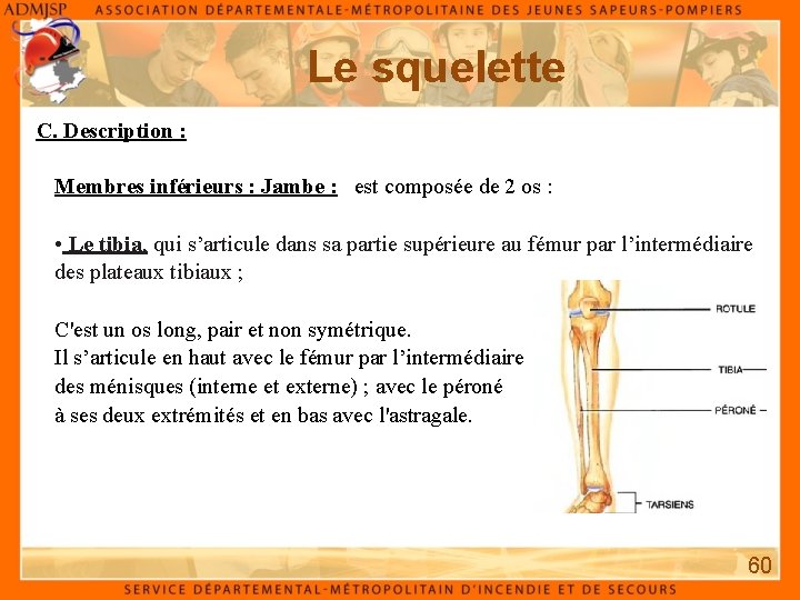 Le squelette C. Description : Membres inférieurs : Jambe : est composée de 2 Le squelette C. Description : Membres inférieurs : Jambe : est composée de 2
