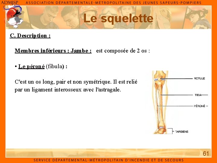 Le squelette C. Description : Membres inférieurs : Jambe : est composée de 2 Le squelette C. Description : Membres inférieurs : Jambe : est composée de 2
