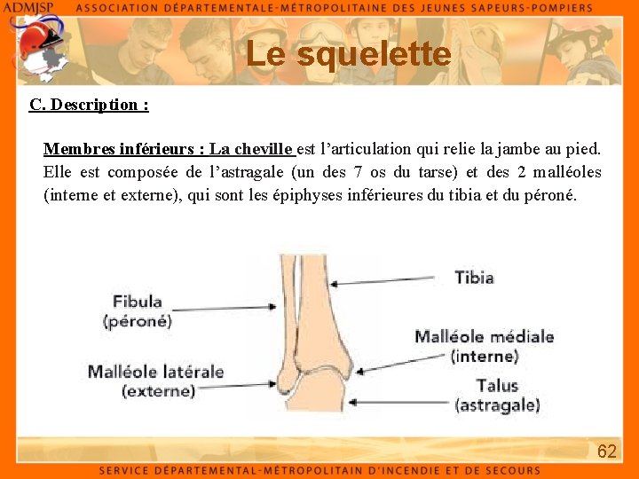 Le squelette C. Description : Membres inférieurs : La cheville est l’articulation qui relie