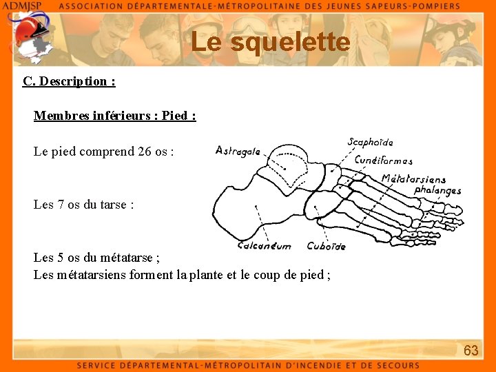 Le squelette C. Description : Membres inférieurs : Pied : Le pied comprend 26