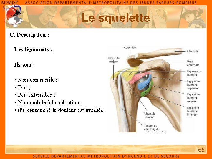 Le squelette C. Description : Les ligaments : Ils sont : • Non contractile