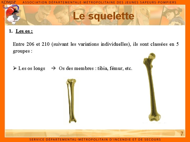 Le squelette 1. Les os : Entre 206 et 210 (suivant les variations individuelles), Le squelette 1. Les os : Entre 206 et 210 (suivant les variations individuelles),