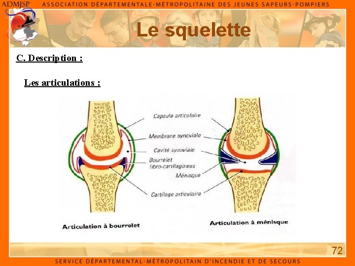 Le squelette C. Description : Les articulations : 72 Le squelette C. Description : Les articulations : 72