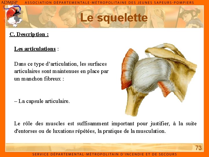 Le squelette C. Description : Les articulations : Dans ce type d’articulation, les surfaces