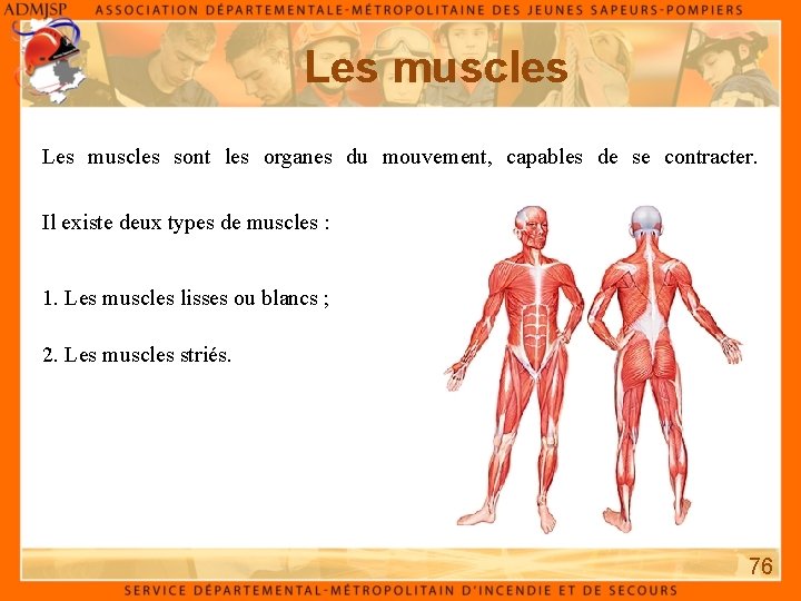 Les muscles sont les organes du mouvement, capables de se contracter. Il existe deux