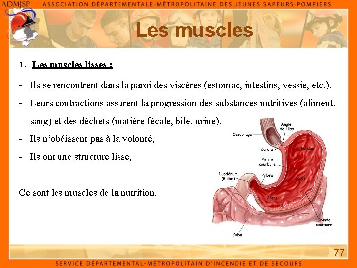 Les muscles 1. Les muscles lisses : - Ils se rencontrent dans la paroi