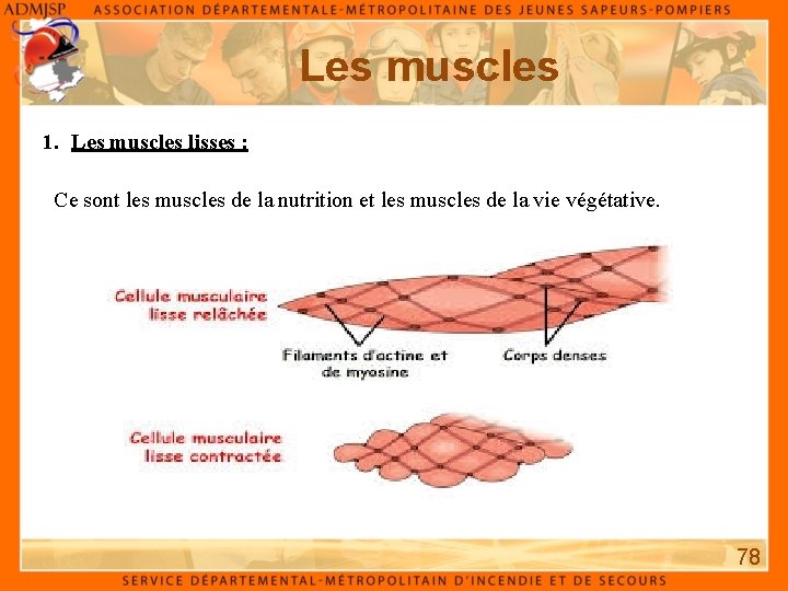 Les muscles 1. Les muscles lisses : Ce sont les muscles de la nutrition