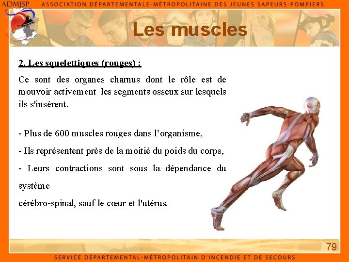 Les muscles 2. Les squelettiques (rouges) : Ce sont des organes charnus dont le