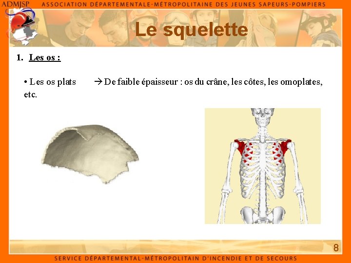 Le squelette 1. Les os : • Les os plats etc. De faible épaisseur