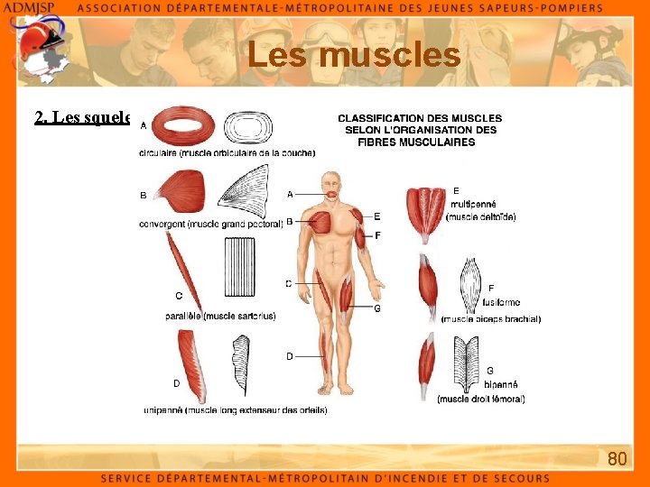 Les muscles 2. Les squelettiques (rouges) : 80 