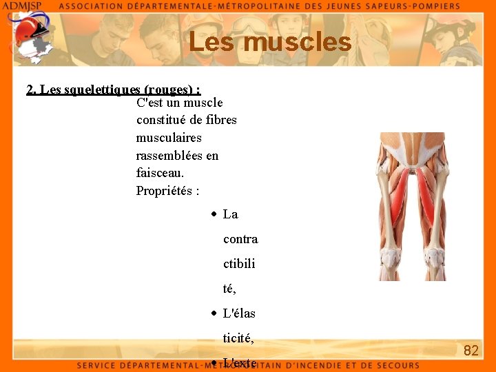 Les muscles 2. Les squelettiques (rouges) : C'est un muscle constitué de fibres musculaires