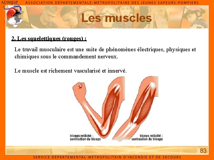 Les muscles 2. Les squelettiques (rouges) : Le travail musculaire est une suite de