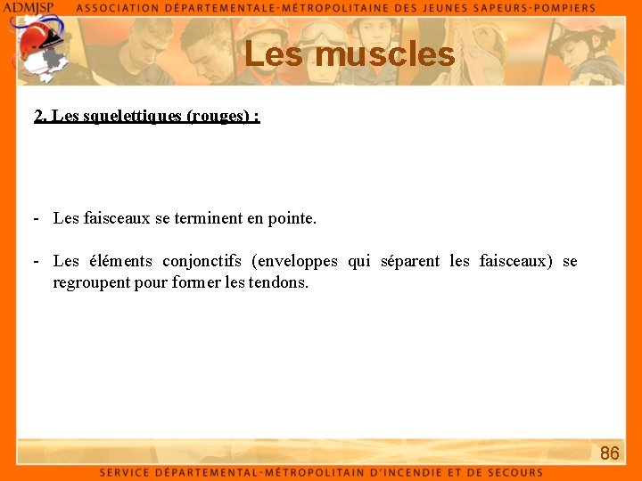 Les muscles 2. Les squelettiques (rouges) : - Les faisceaux se terminent en pointe.