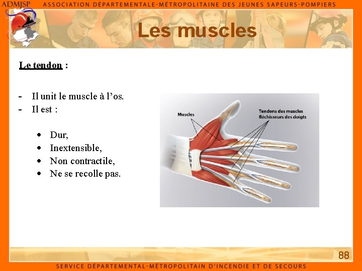 Les muscles Le tendon : - Il unit le muscle à l’os. - Il Les muscles Le tendon : - Il unit le muscle à l’os. - Il