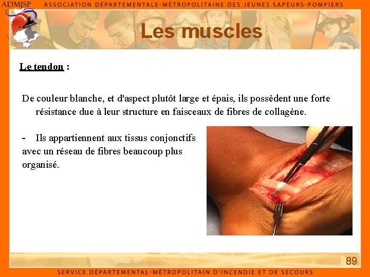Les muscles Le tendon : De couleur blanche, et d'aspect plutôt large et épais,