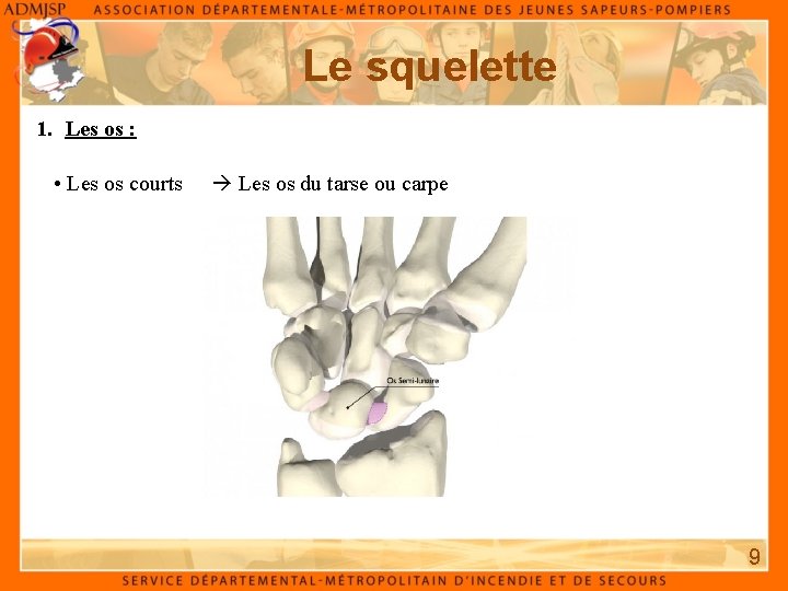Le squelette 1. Les os : • Les os courts Les os du tarse Le squelette 1. Les os : • Les os courts Les os du tarse