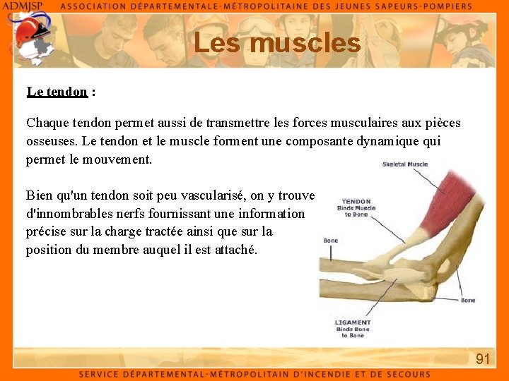 Les muscles Le tendon : Chaque tendon permet aussi de transmettre les forces musculaires