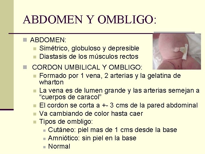 ABDOMEN Y OMBLIGO: n ABDOMEN: n n Simétrico, globuloso y depresible Diastasis de los