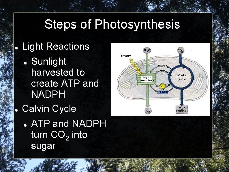 Steps of Photosynthesis Light Reactions Sunlight harvested to create ATP and NADPH Calvin Cycle