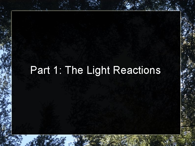 Part 1: The Light Reactions 