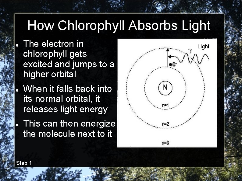 How Chlorophyll Absorbs Light The electron in chlorophyll gets excited and jumps to a