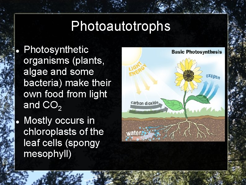 Photoautotrophs Photosynthetic organisms (plants, algae and some bacteria) make their own food from light