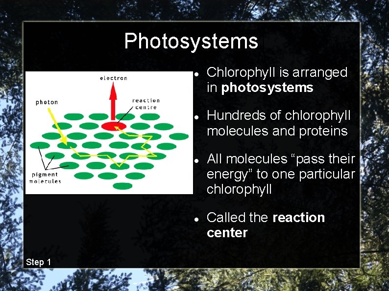 Photosystems Step 1 Chlorophyll is arranged in photosystems Hundreds of chlorophyll molecules and proteins