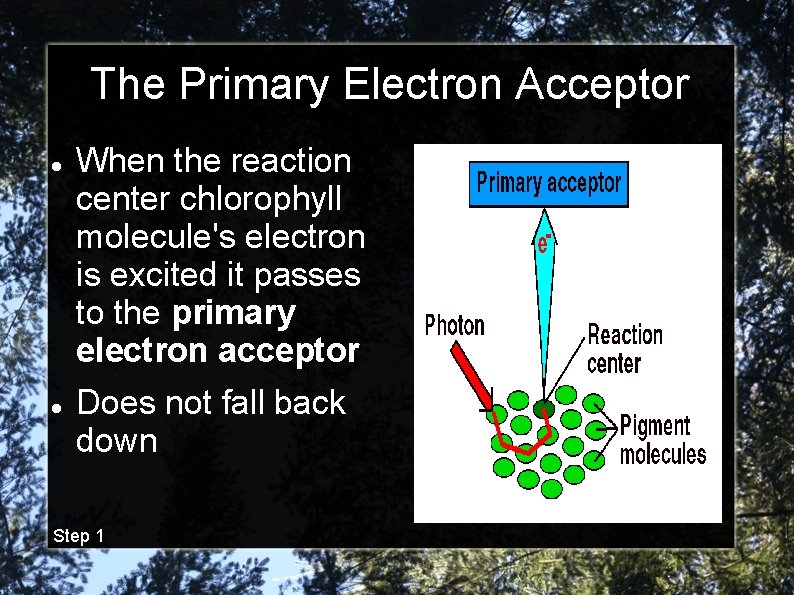 The Primary Electron Acceptor When the reaction center chlorophyll molecule's electron is excited it