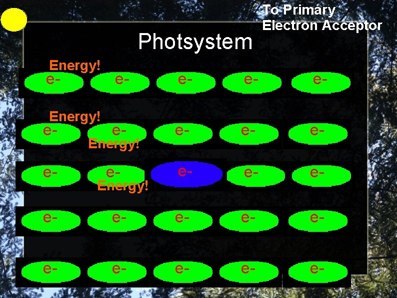 Photsystem Energy! e- Energy! ee- To Primary Electron Acceptor e- e- e- Energy! e-