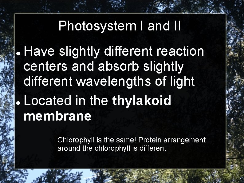 Photosystem I and II Have slightly different reaction centers and absorb slightly different wavelengths