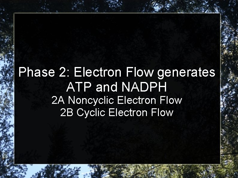 Phase 2: Electron Flow generates ATP and NADPH 2 A Noncyclic Electron Flow 2