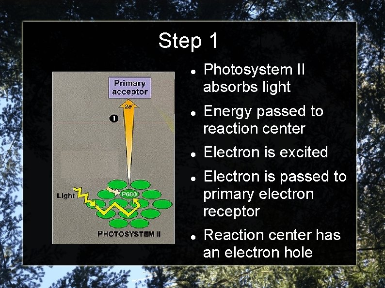 Step 1 Photosystem II absorbs light Energy passed to reaction center Electron is excited