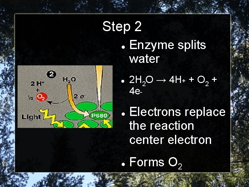 Step 2 Enzyme splits water 2 H 2 O → 4 H+ + O