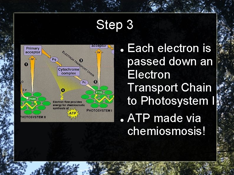 Step 3 Each electron is passed down an Electron Transport Chain to Photosystem I