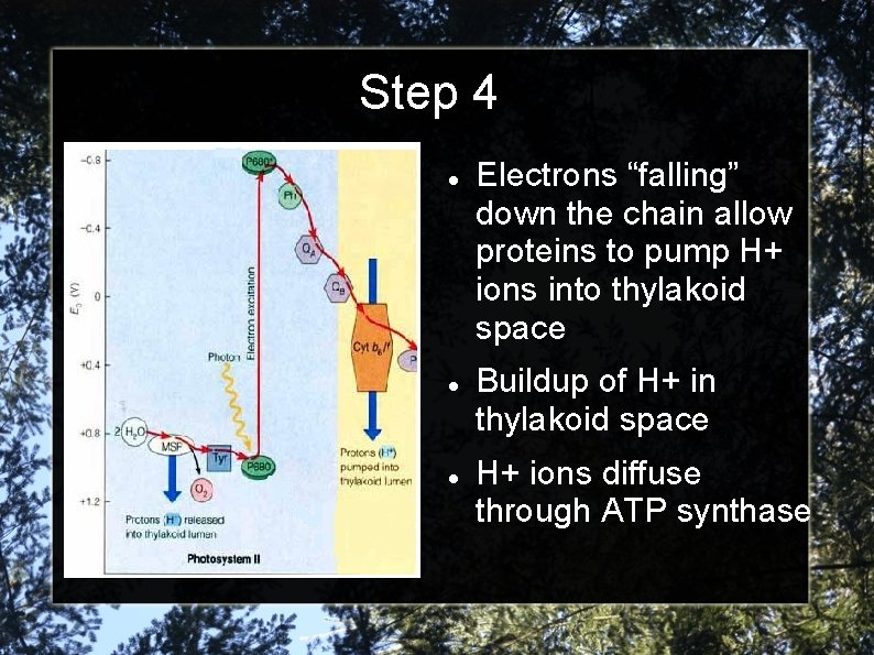 Step 4 Electrons “falling” down the chain allow proteins to pump H+ ions into