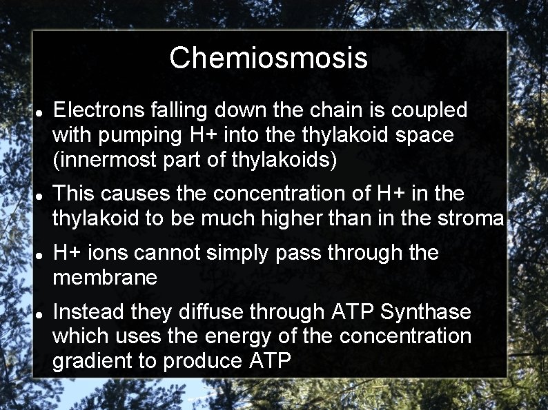 Chemiosmosis Electrons falling down the chain is coupled with pumping H+ into the thylakoid