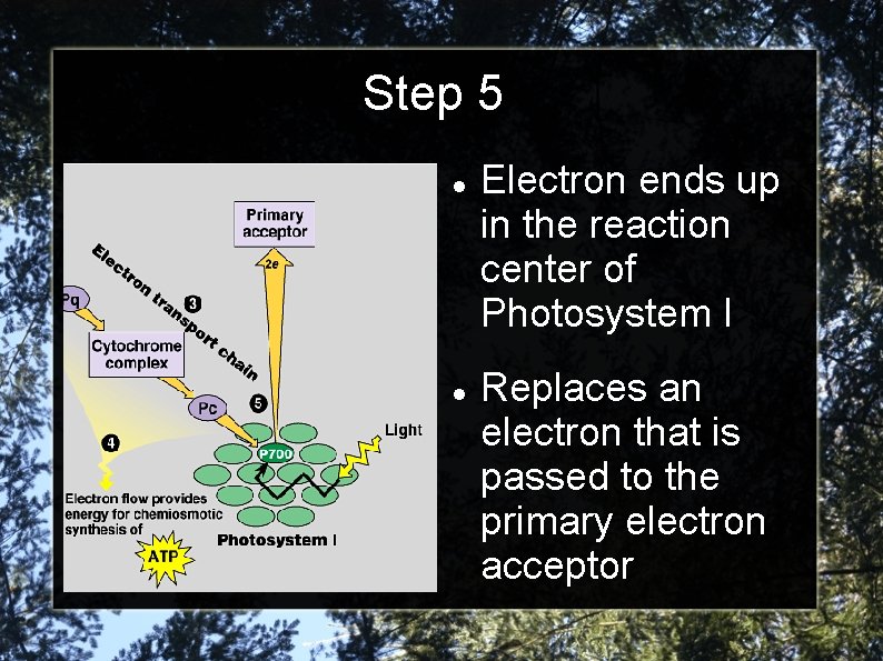 Step 5 Electron ends up in the reaction center of Photosystem I Replaces an