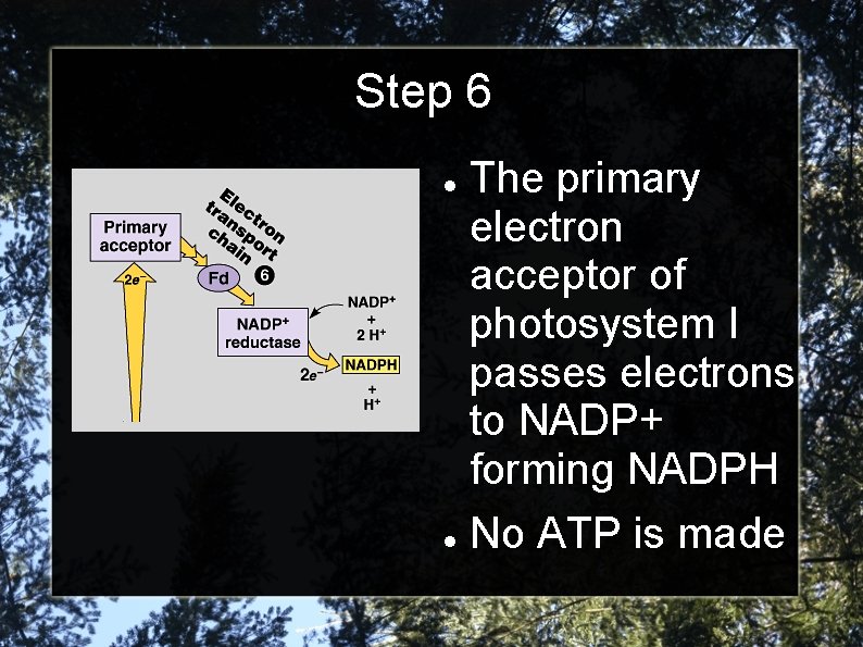 Step 6 The primary electron acceptor of photosystem I passes electrons to NADP+ forming