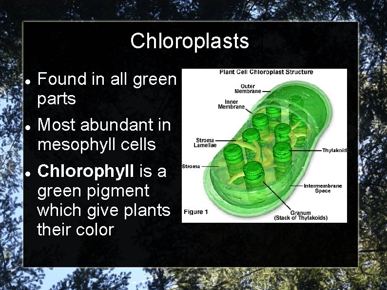Chloroplasts Found in all green parts Most abundant in mesophyll cells Chlorophyll is a