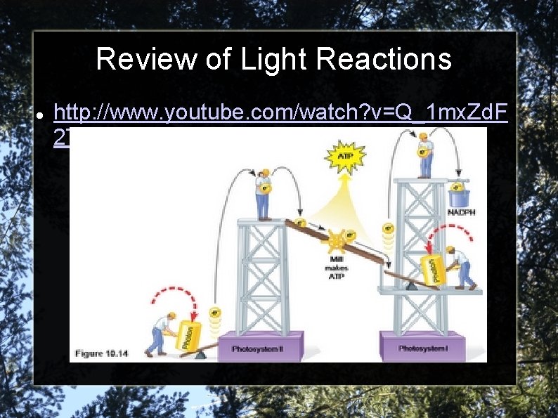 Review of Light Reactions http: //www. youtube. com/watch? v=Q_1 mx. Zd. F 2 TY&feature=video_response