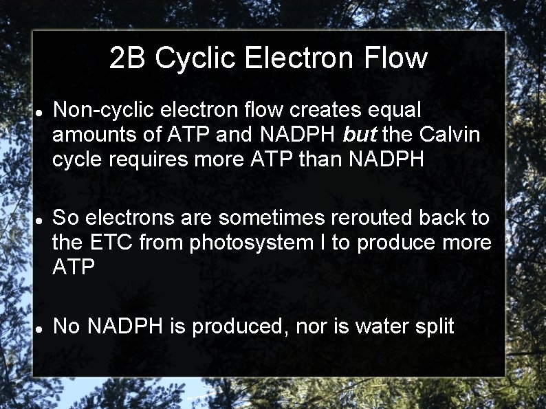 2 B Cyclic Electron Flow Non-cyclic electron flow creates equal amounts of ATP and