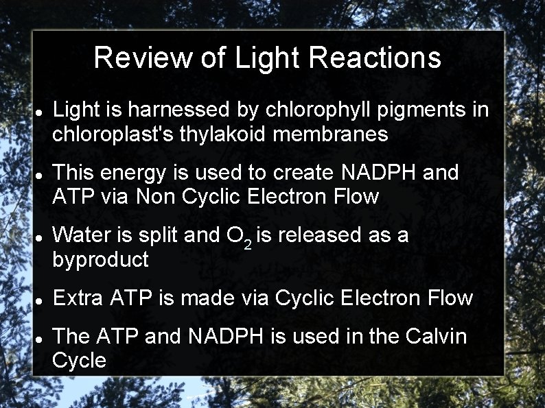 Review of Light Reactions Light is harnessed by chlorophyll pigments in chloroplast's thylakoid membranes